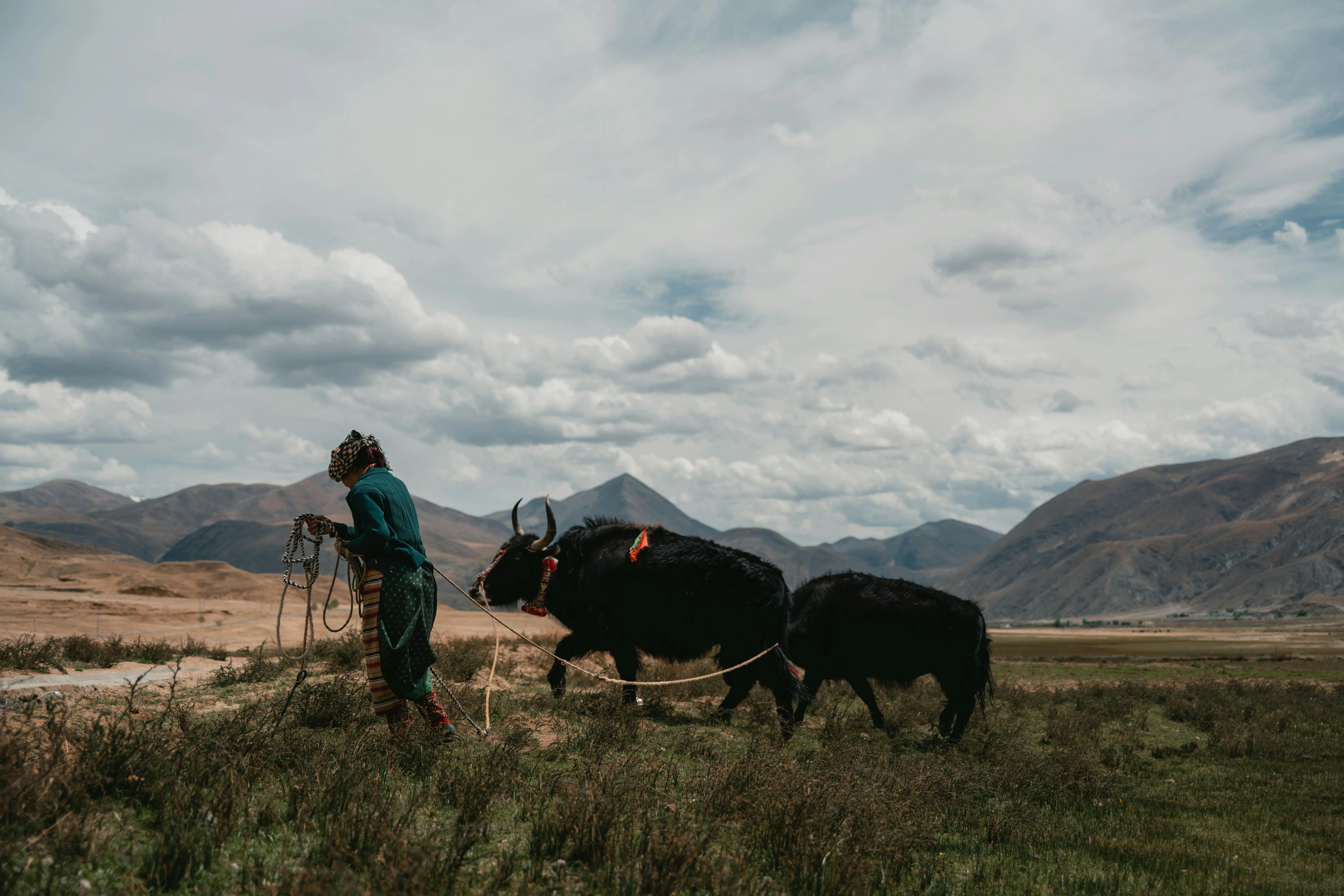 Mongolian Herder